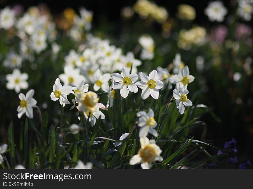 Flower, Plant, Flora, Spring