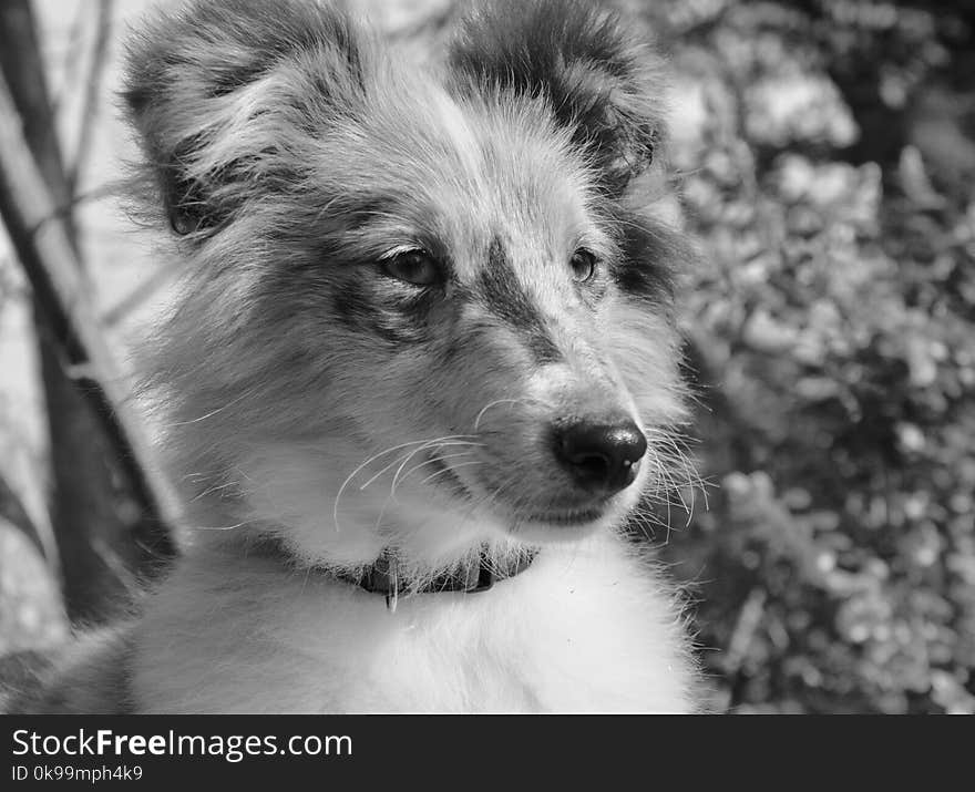 Dog, Black And White, Dog Breed, Monochrome Photography