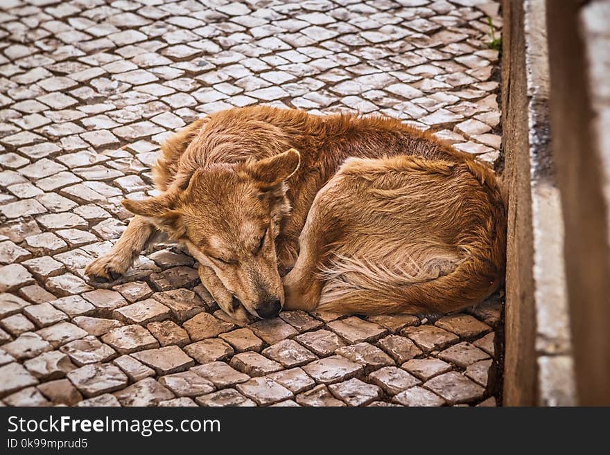 Fauna, Zoo, Wildlife, Snout