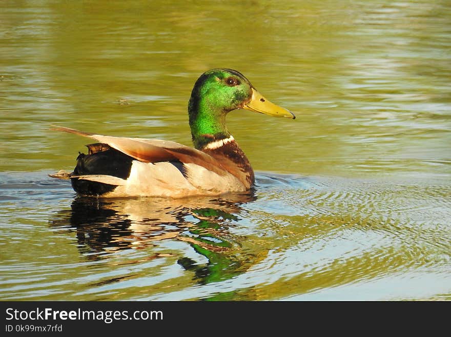 Duck, Bird, Mallard, Water Bird