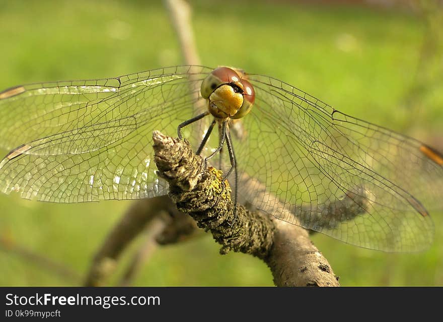 Dragonfly, Insect, Dragonflies And Damseflies, Invertebrate