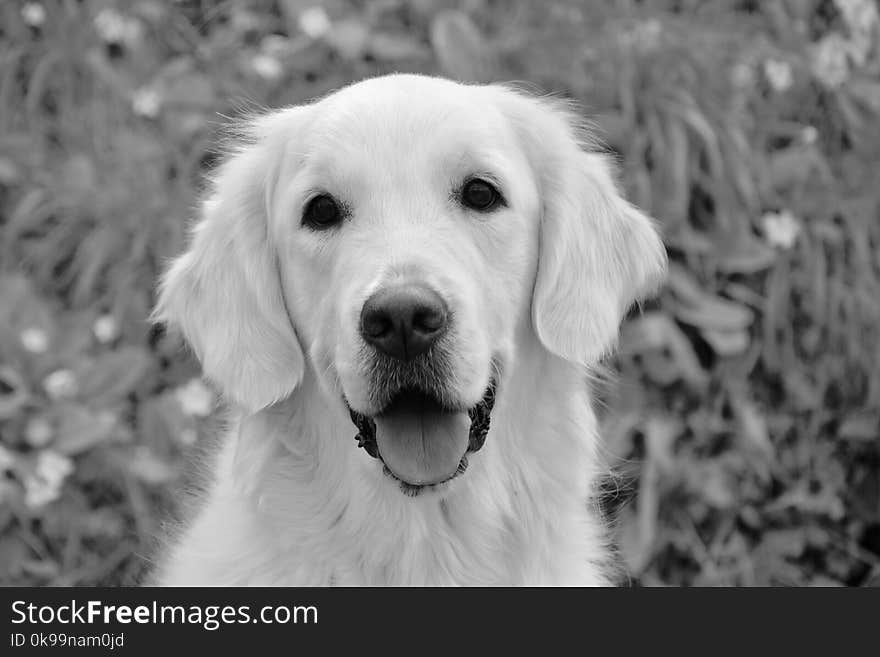 Dog, White, Dog Like Mammal, Black