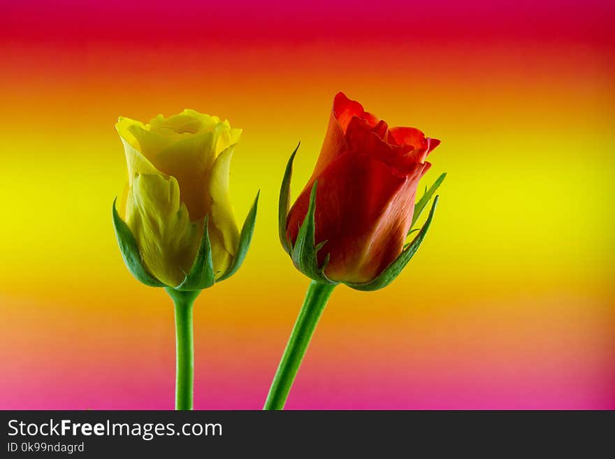 Flower, Bud, Close Up, Petal