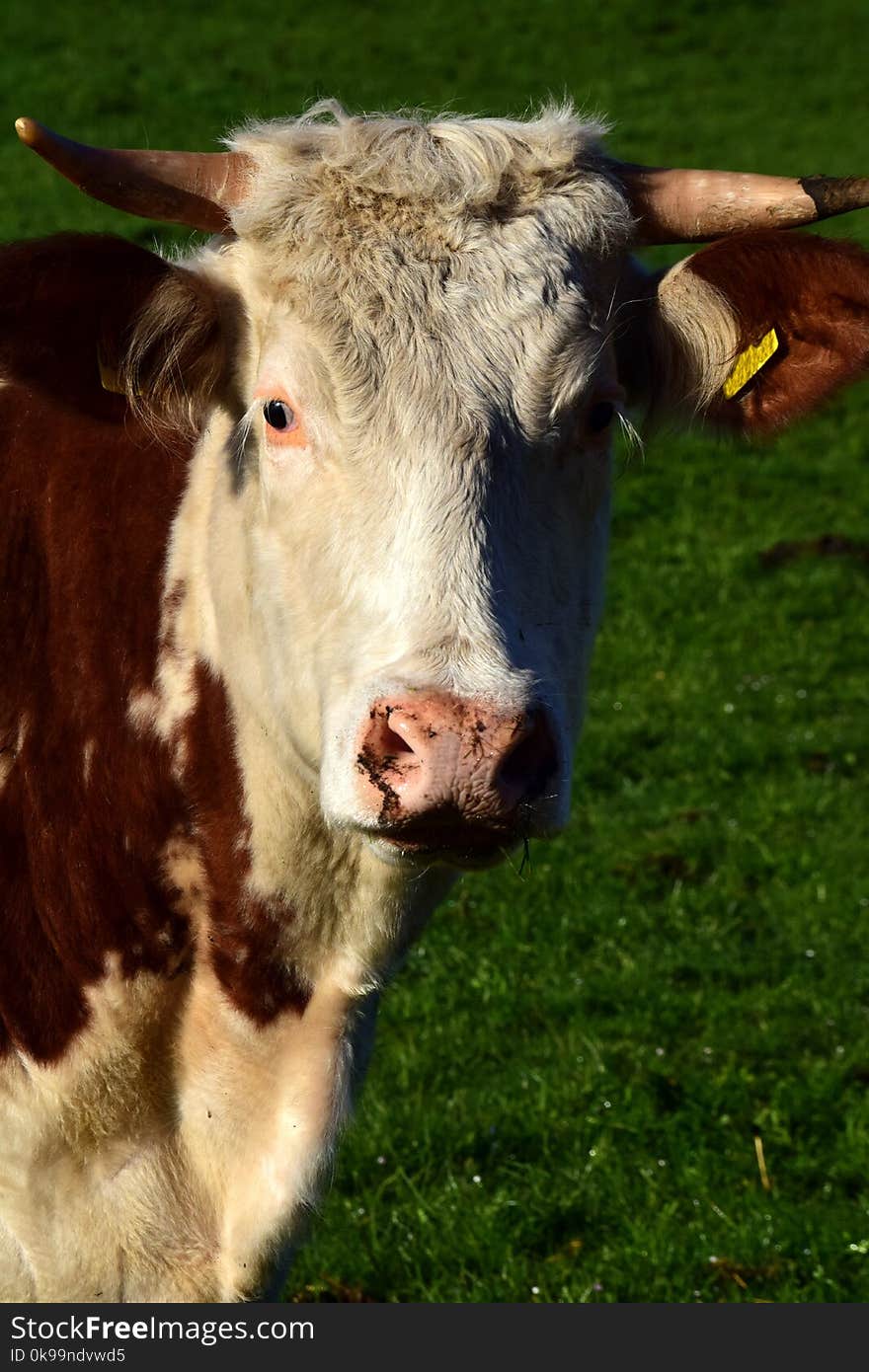 Cattle Like Mammal, Dairy Cow, Horn, Pasture