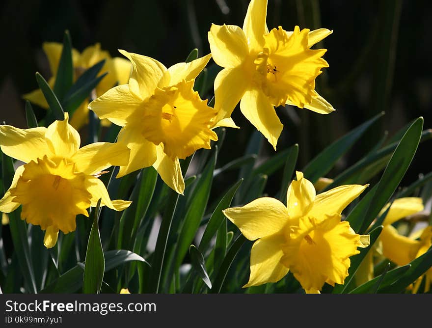 Flower, Plant, Yellow, Flowering Plant