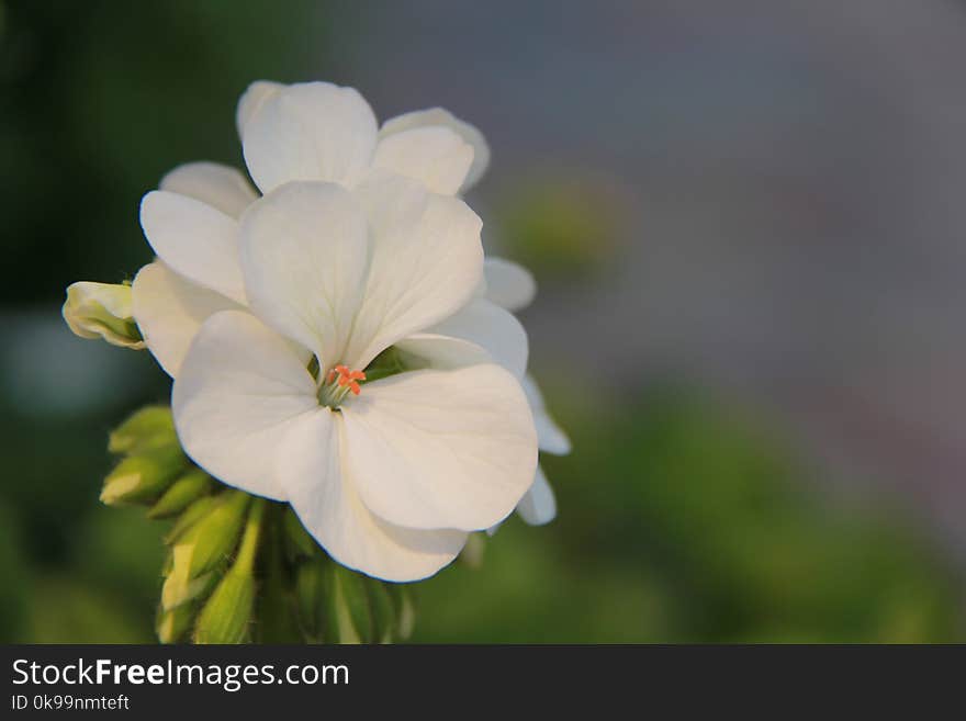 Flower, White, Flora, Plant