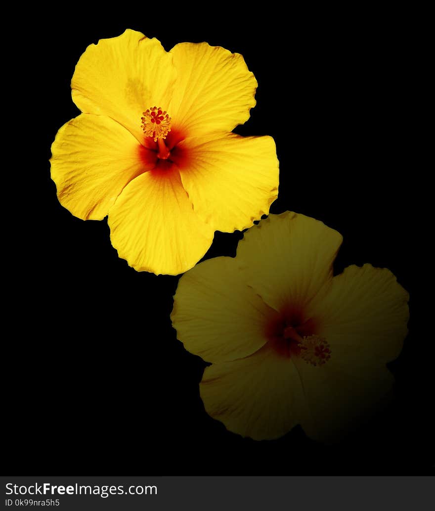 Flower, Yellow, Flowering Plant, Hibiscus