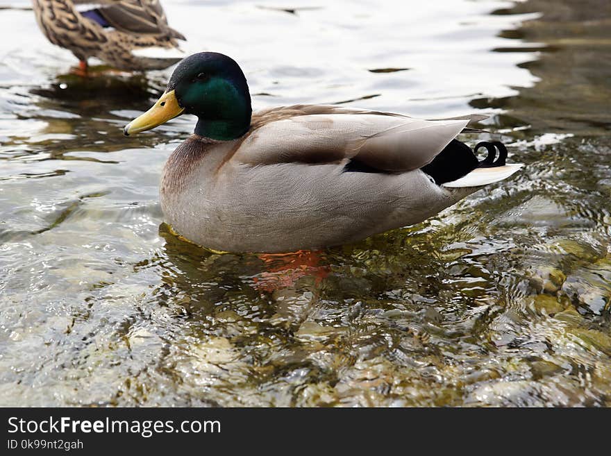 Duck, Bird, Mallard, Water Bird