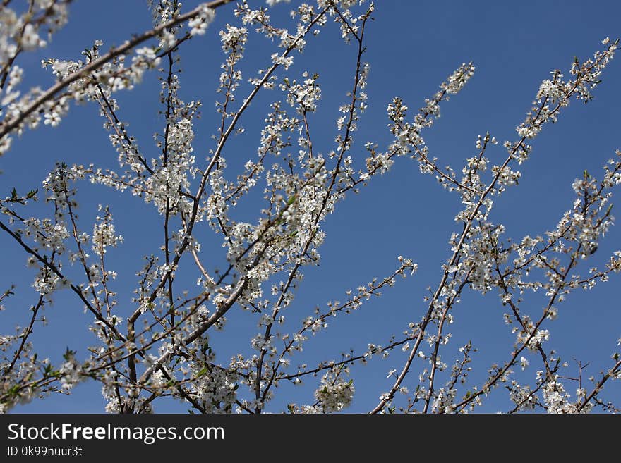 Branch, Blossom, Sky, Tree