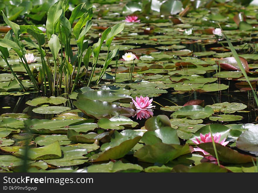 Plant, Flower, Body Of Water, Water