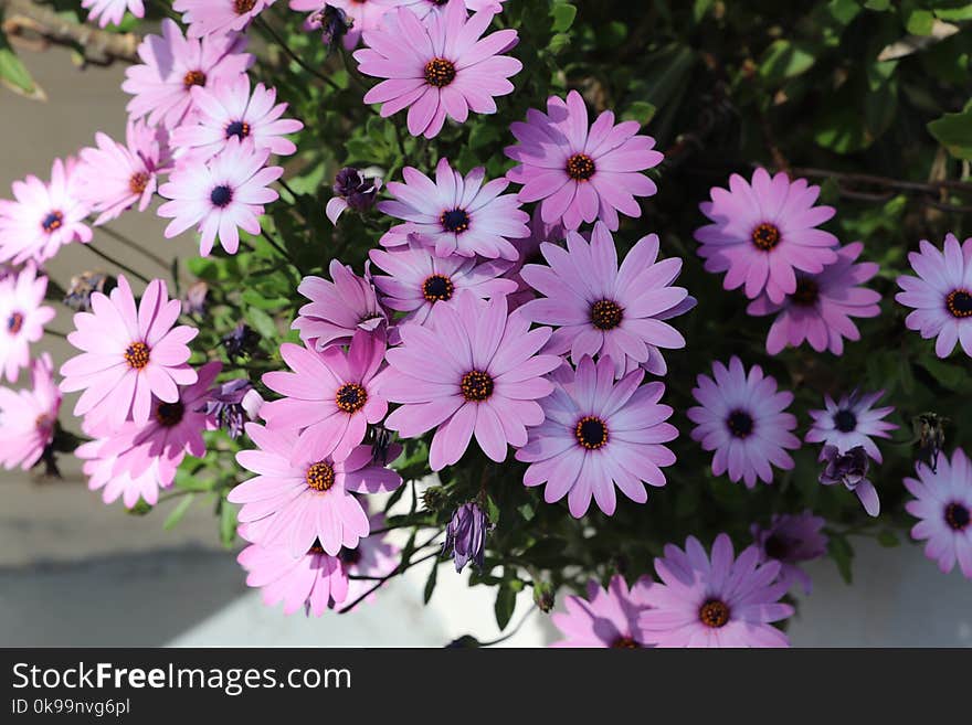 Flower, Plant, Flora, Purple