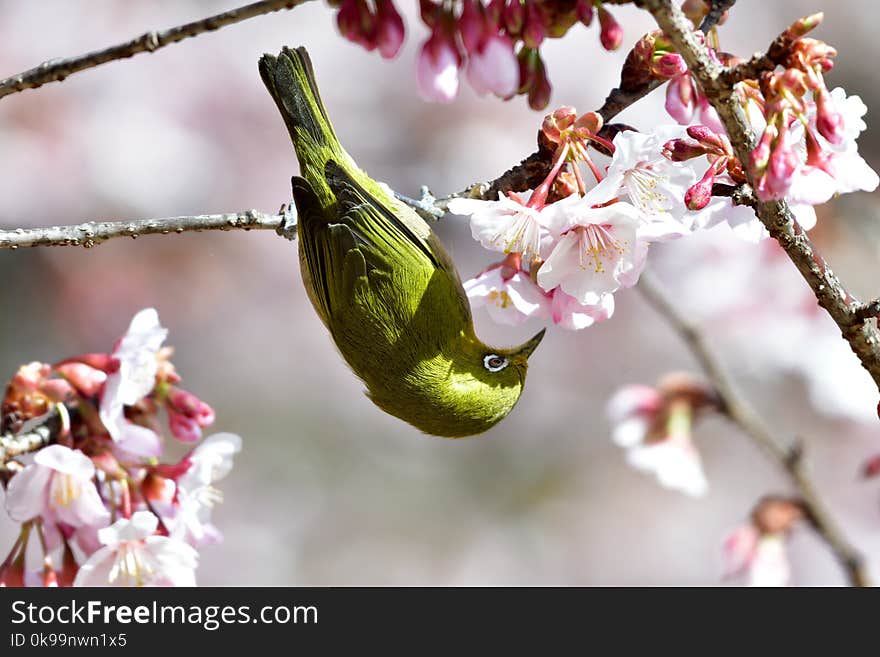 Blossom, Flower, Spring, Branch