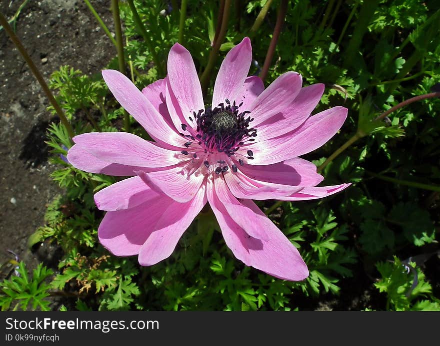 Flower, Flora, Plant, Garden Cosmos