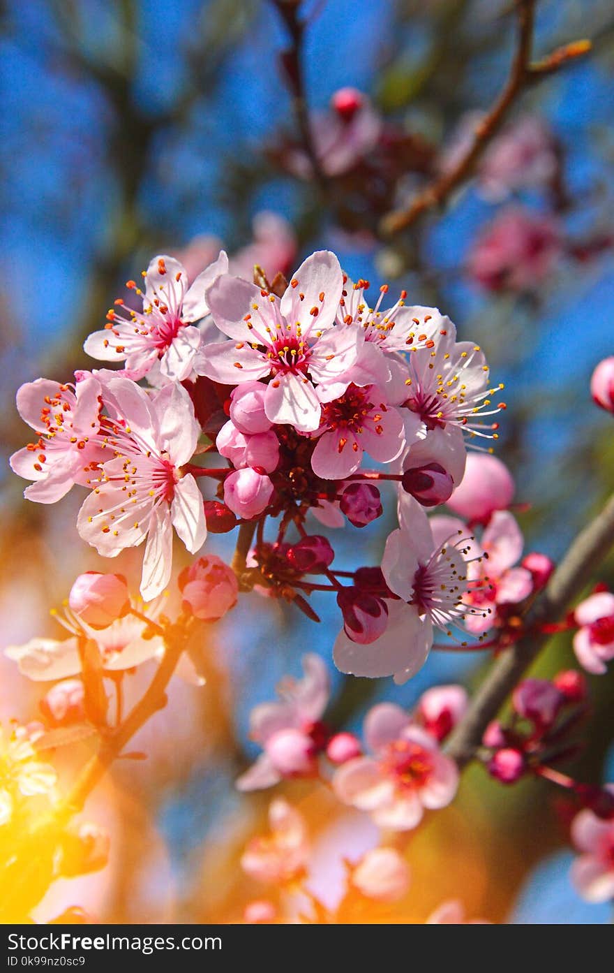 Blossom, Pink, Branch, Spring