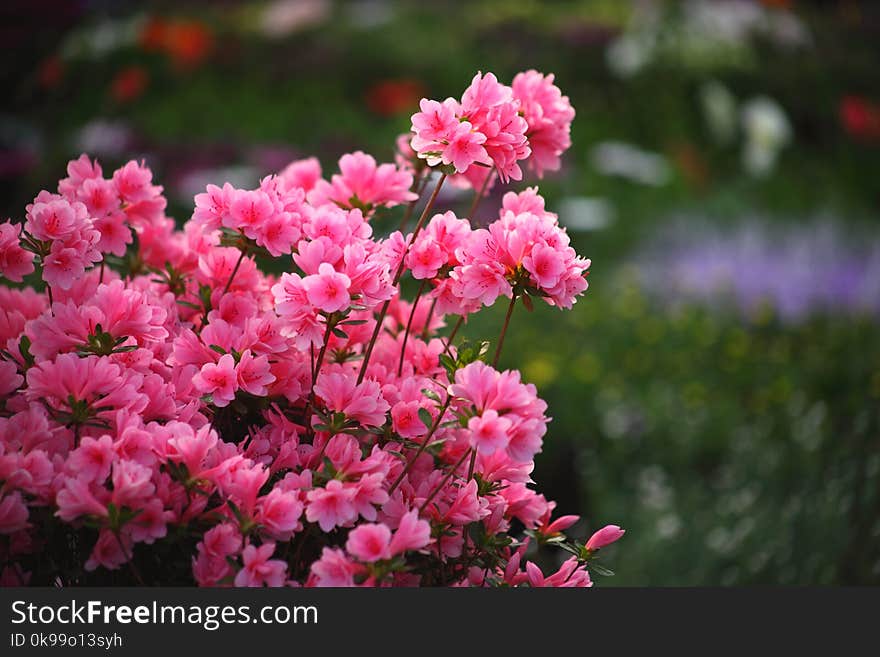 Flower, Plant, Pink, Flowering Plant