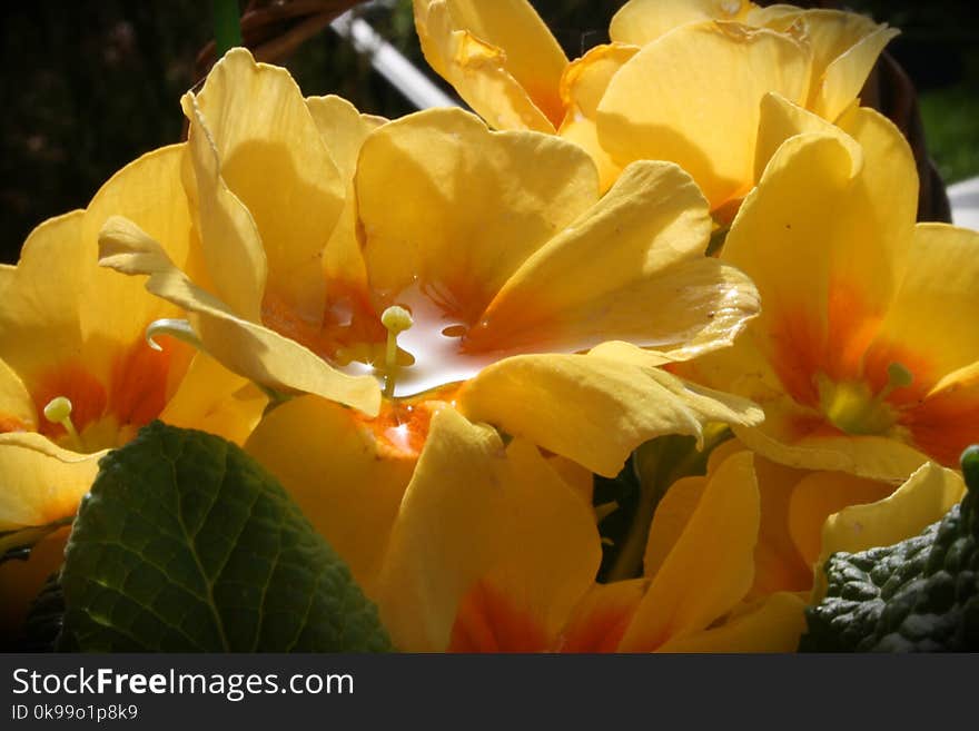 Flower, Yellow, Plant, Wildflower