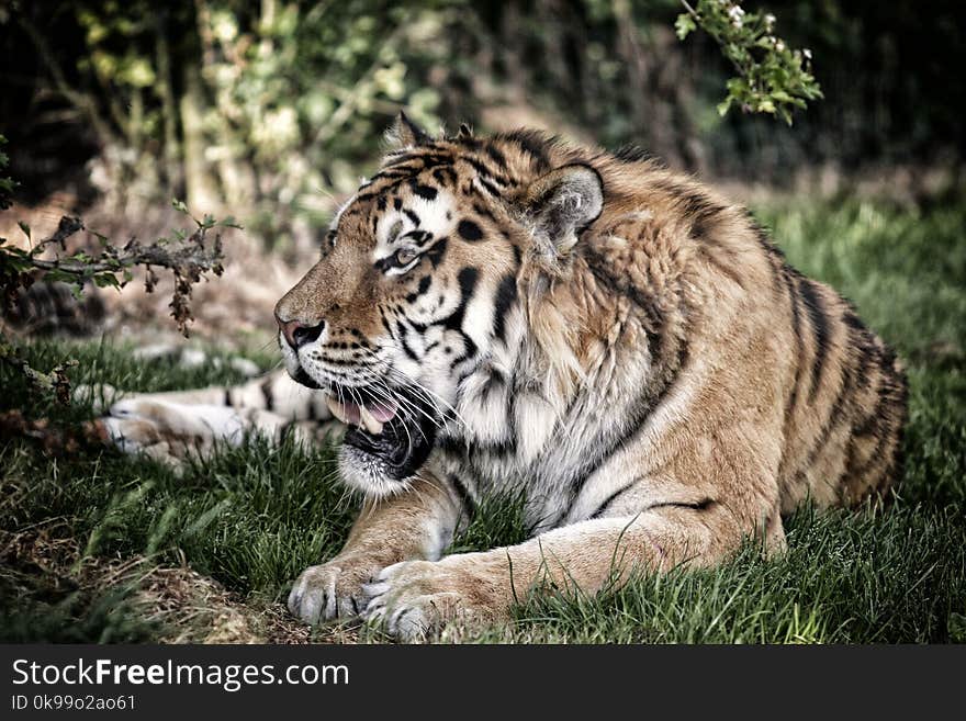 Wildlife, Tiger, Mammal, Fauna