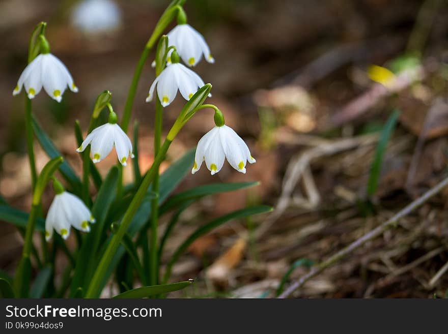 Flower, Galanthus, Plant, Flora