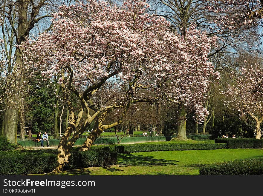 Tree, Plant, Blossom, Spring