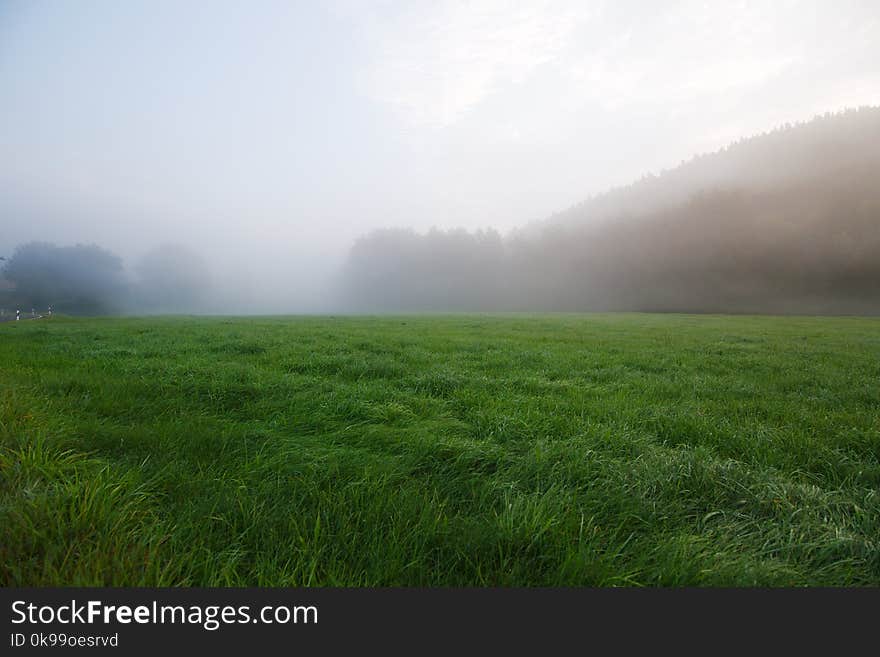 Grassland, Green, Grass, Field