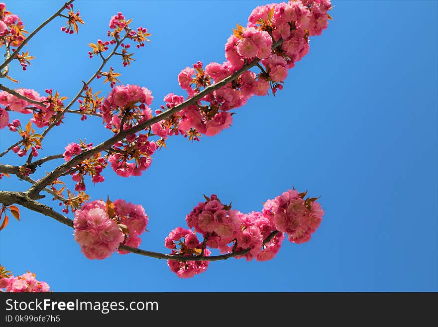 Blossom, Branch, Sky, Pink