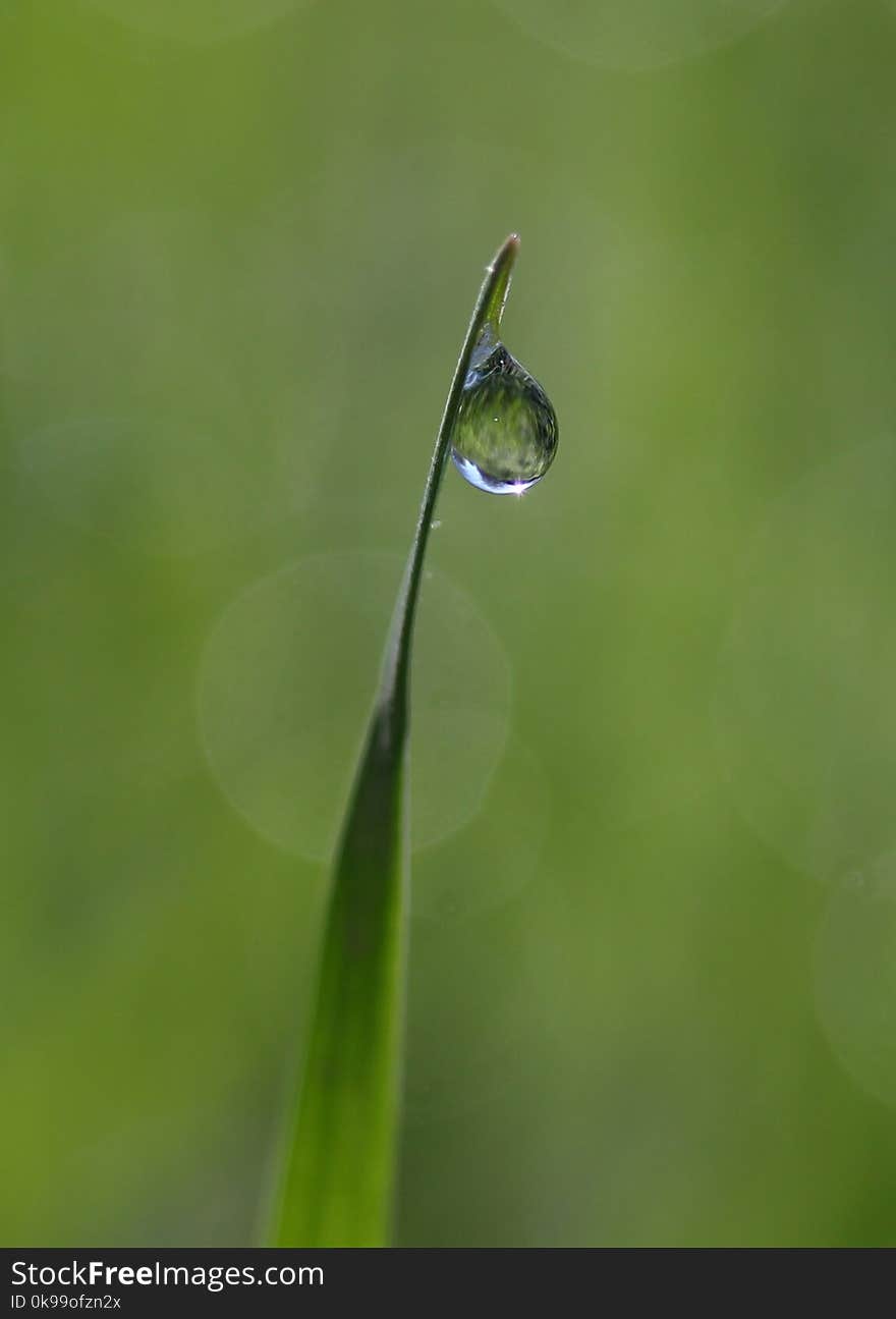 Water, Dew, Moisture, Drop