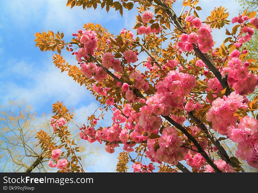 Pink, Blossom, Flower, Spring