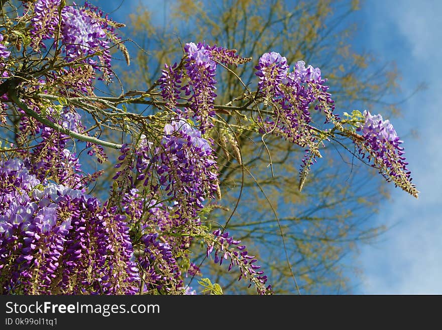 Flora, Flower, Plant, Purple