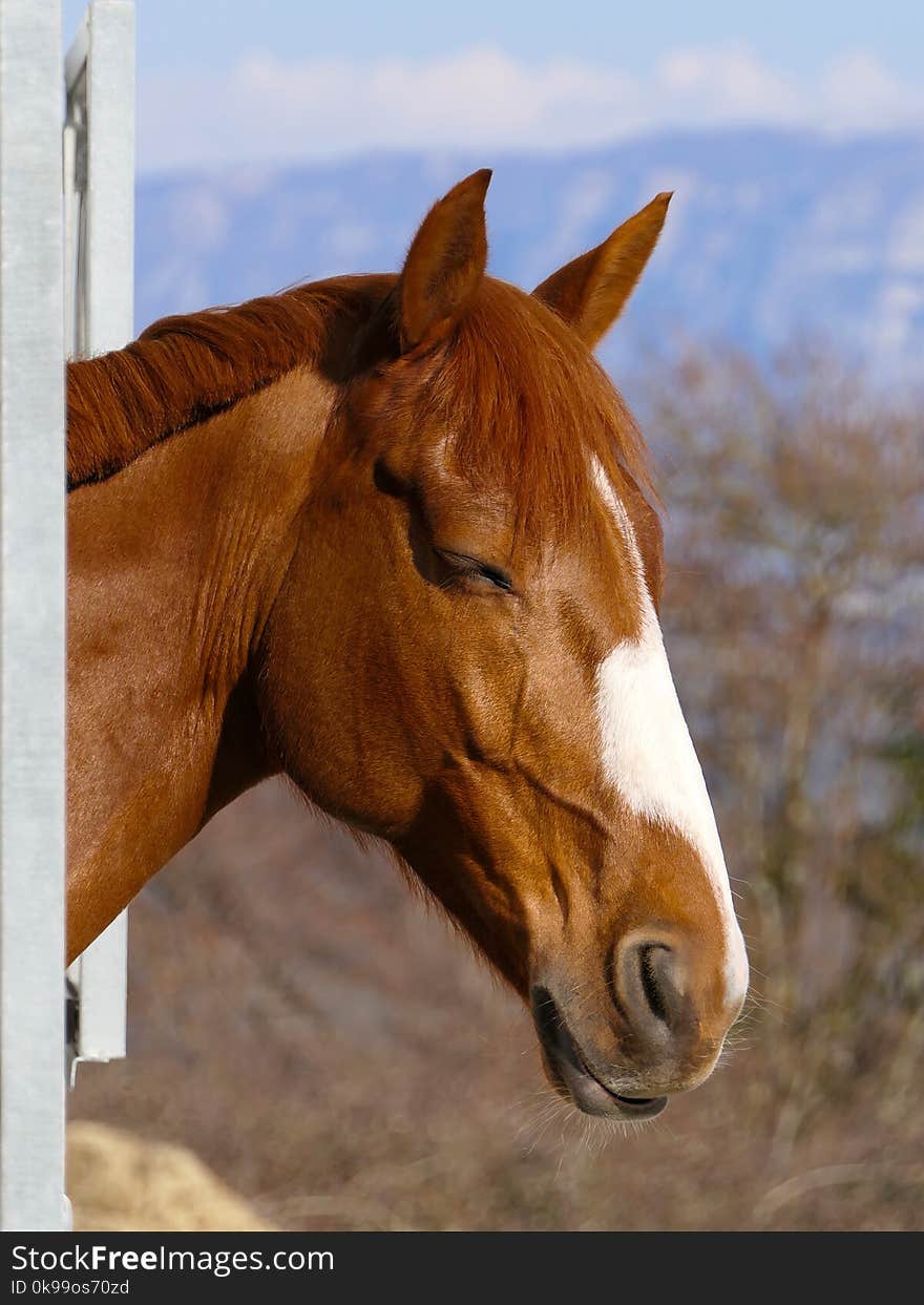 Horse, Halter, Bridle, Horse Tack