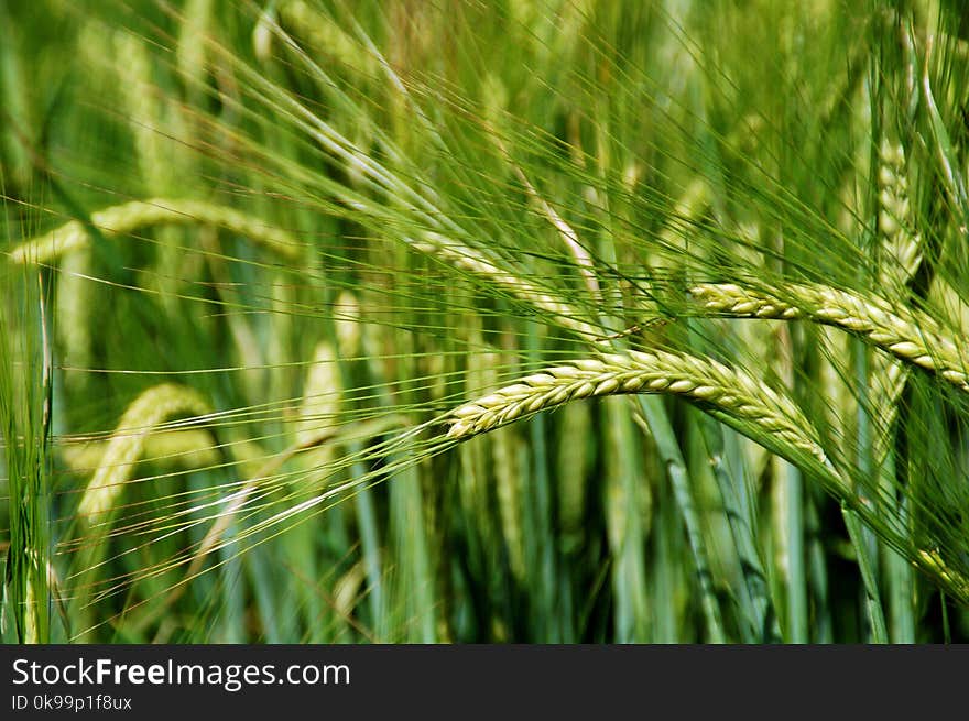 Food Grain, Field, Barley, Triticale