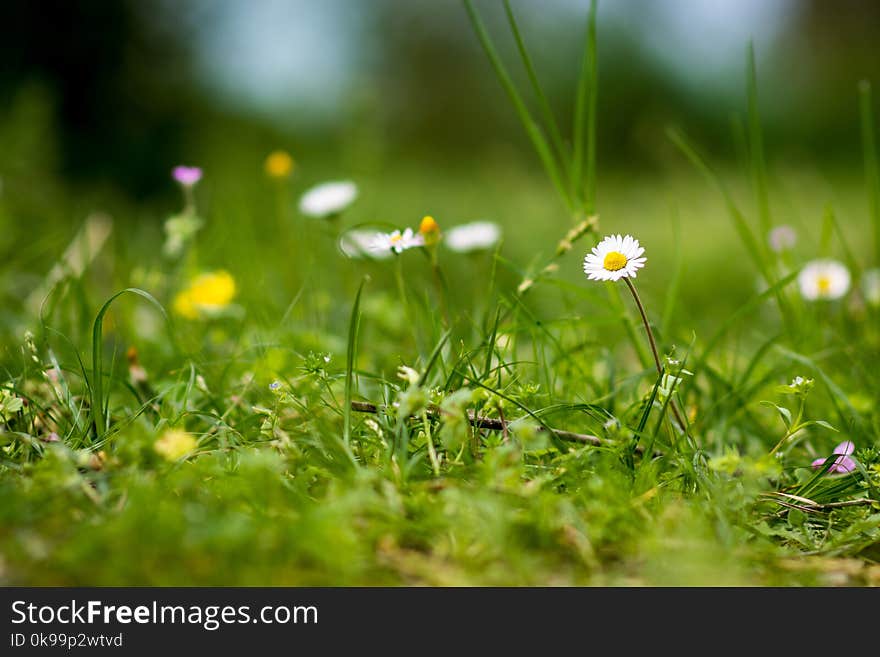 Flower, Chamaemelum Nobile, Grass, Flora