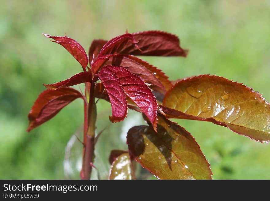 Leaf, Plant, Flora, Plant Stem