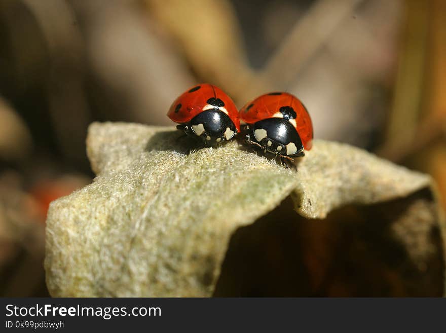 Insect, Ladybird, Beetle, Macro Photography