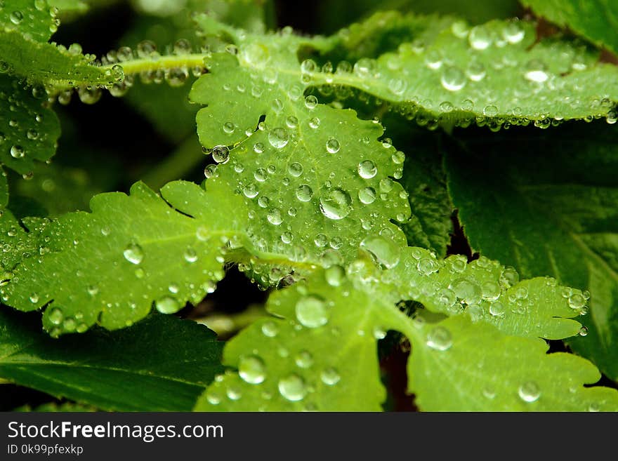 Water, Leaf, Drop, Dew