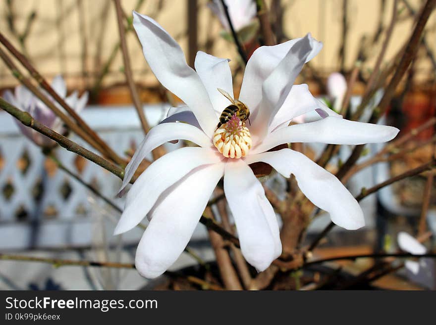 Flower, Plant, White, Flowering Plant