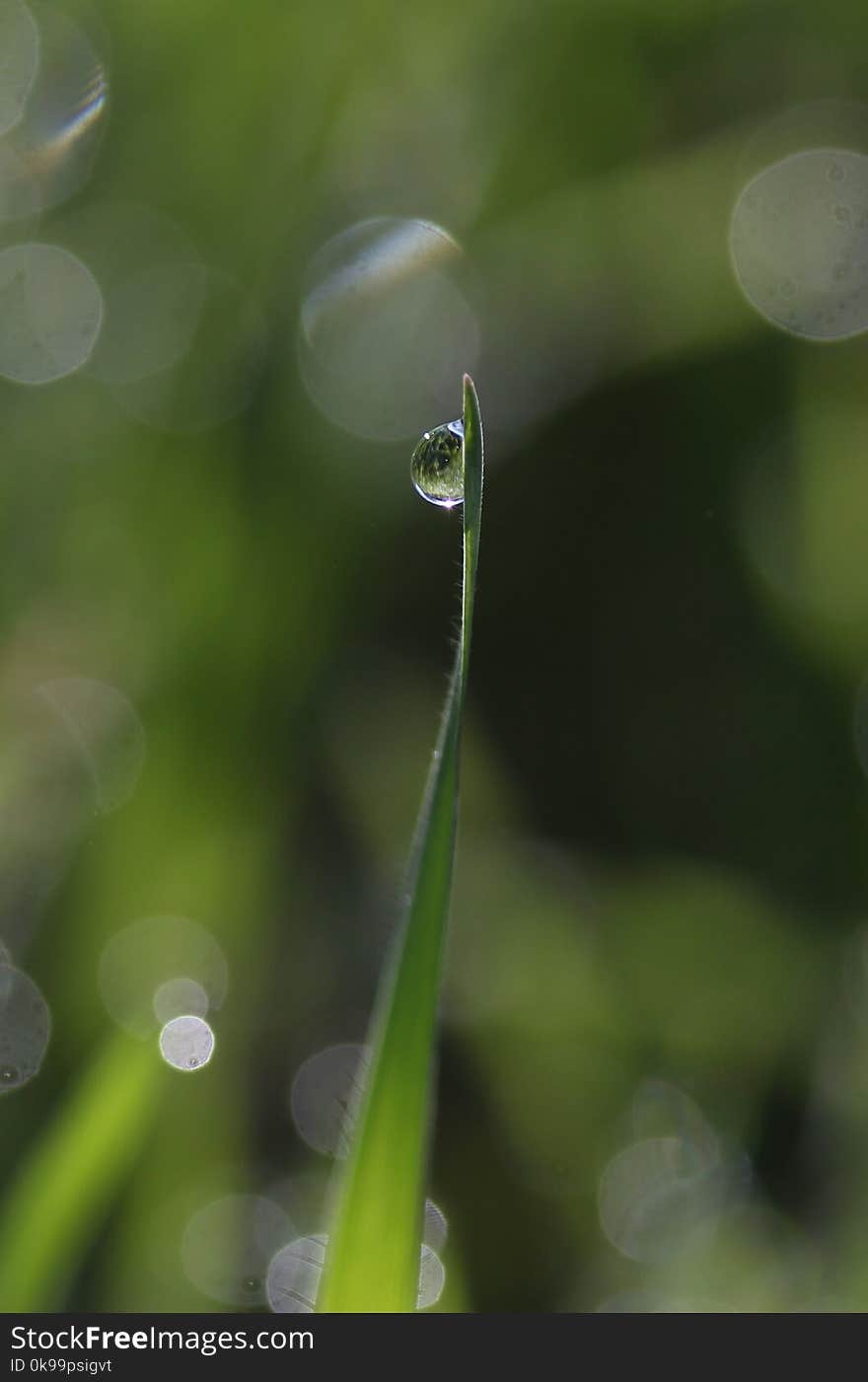 Water, Dew, Moisture, Drop