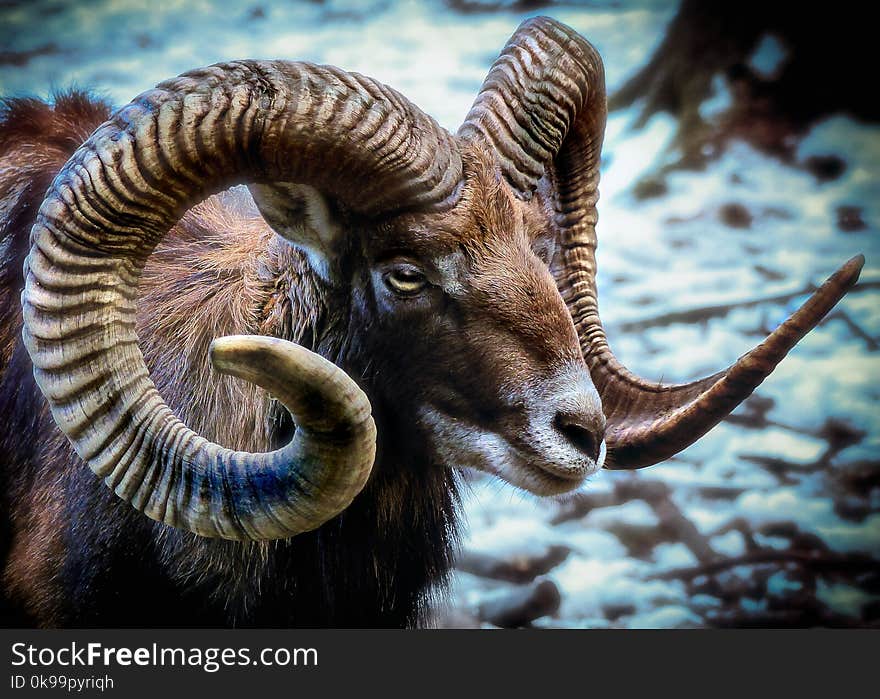 Wildlife, Horn, Argali, Fauna