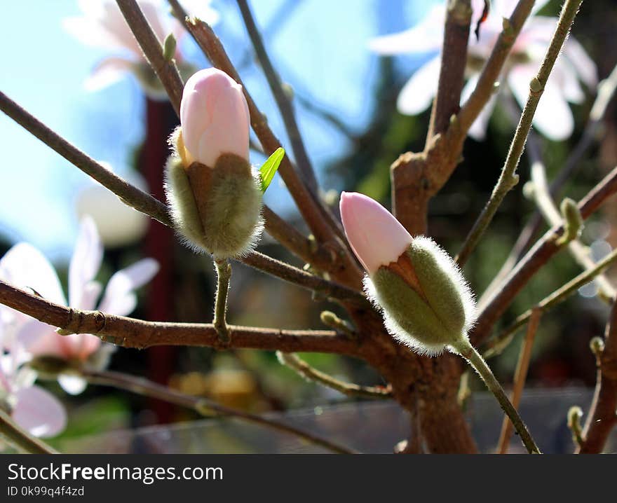 Plant, Flora, Branch, Bud