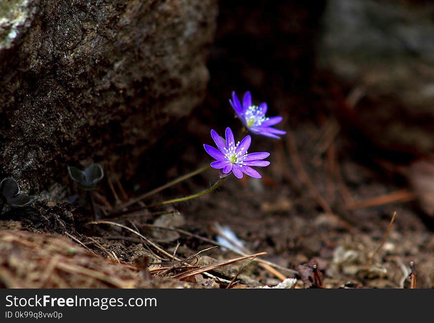 Flower, Plant, Flora, Spring