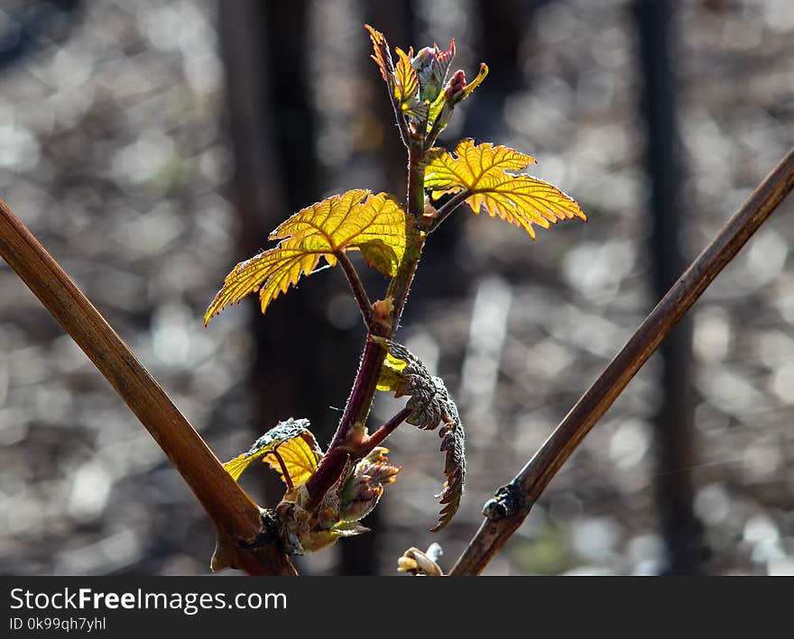 Plant, Branch, Flora, Spring