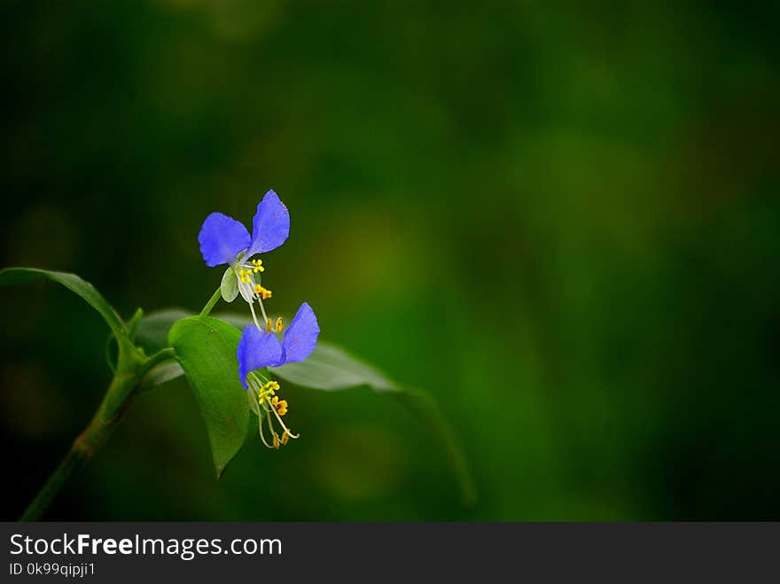 Flower, Flora, Dayflower Family, Plant