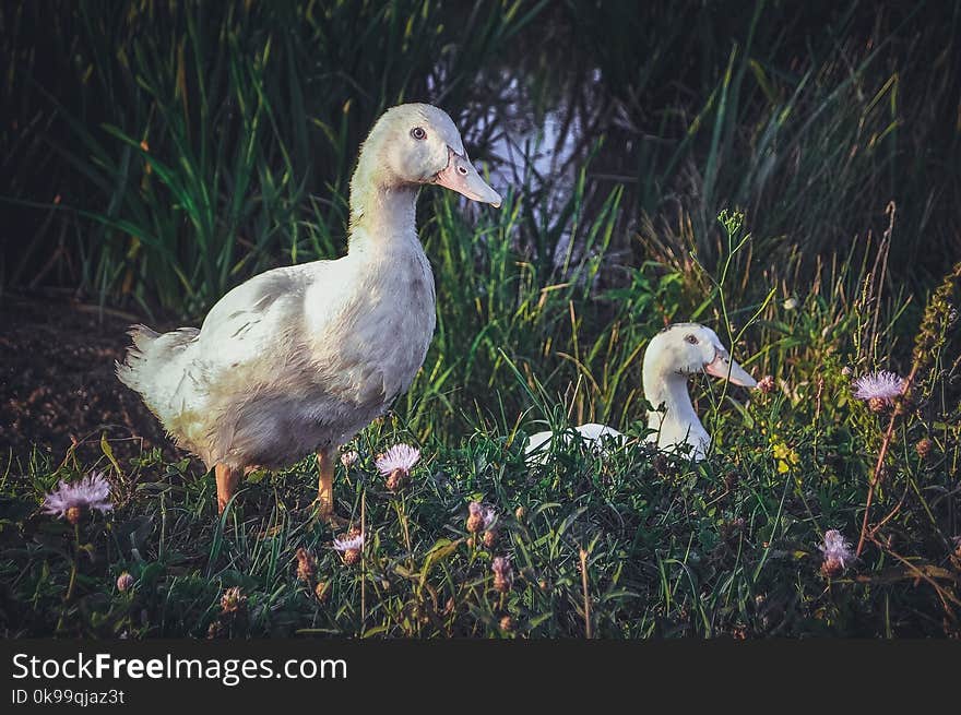 Bird, Duck, Water Bird, Fauna