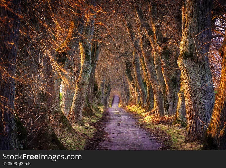 Woodland, Nature, Forest, Tree