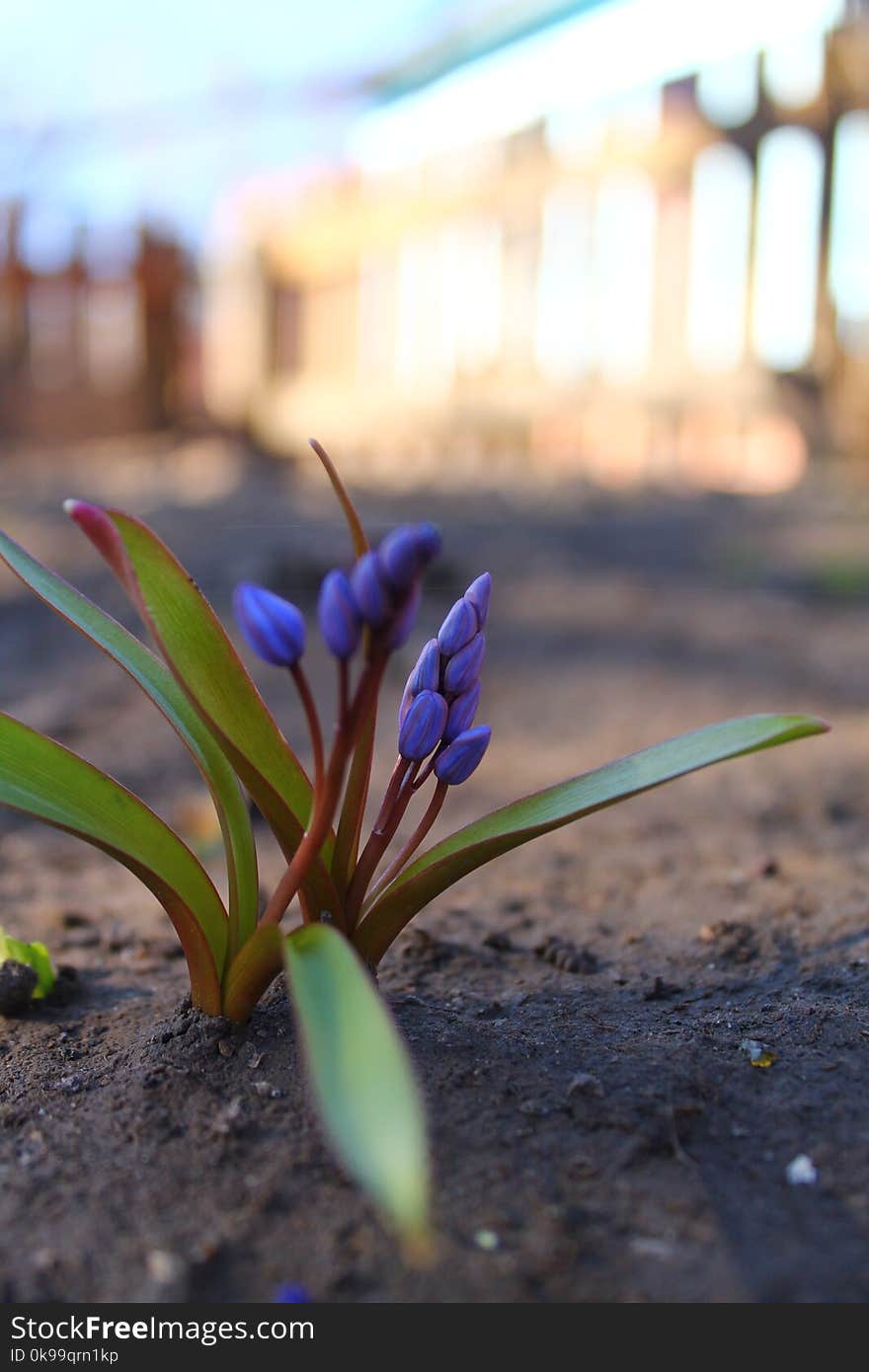 Plant, Flower, Flora, Spring