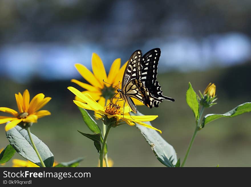 Butterfly, Flower, Moths And Butterflies, Yellow