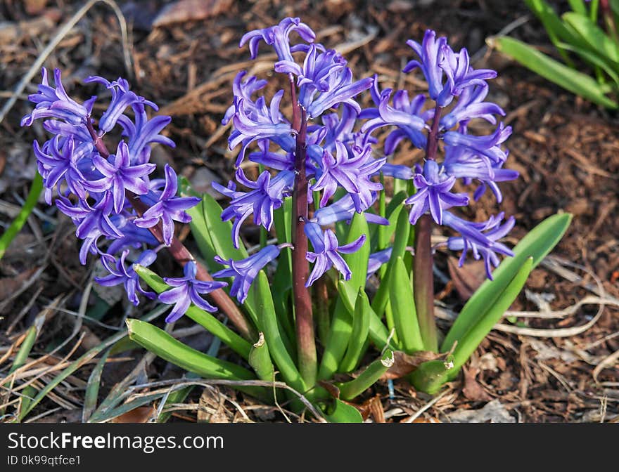 Plant, Flower, Flowering Plant, Flora