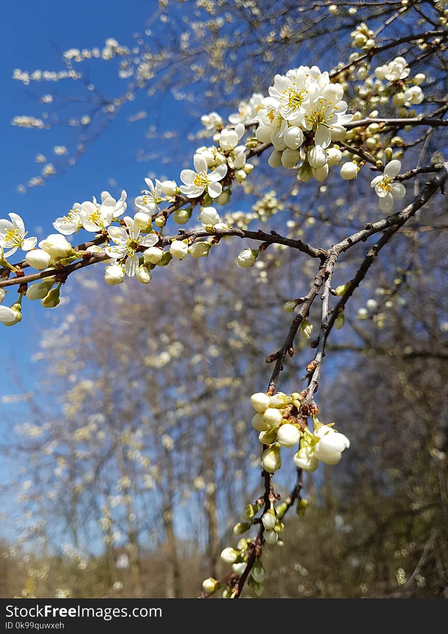 Blossom, Spring, Branch, Tree