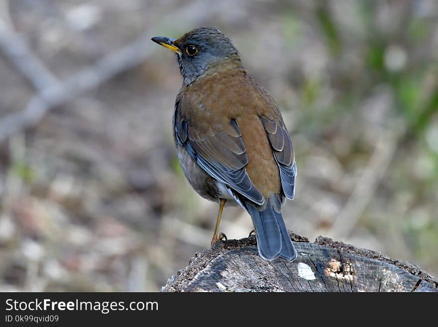 Bird, Fauna, Beak, Finch