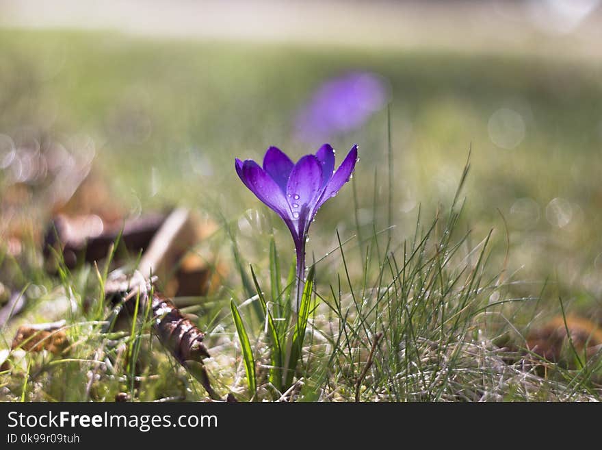 Flower, Plant, Crocus, Flowering Plant