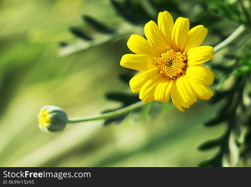 Flower, Yellow, Flora, Close Up